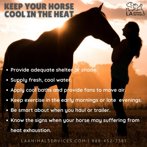 Horse Hot Weather Tips