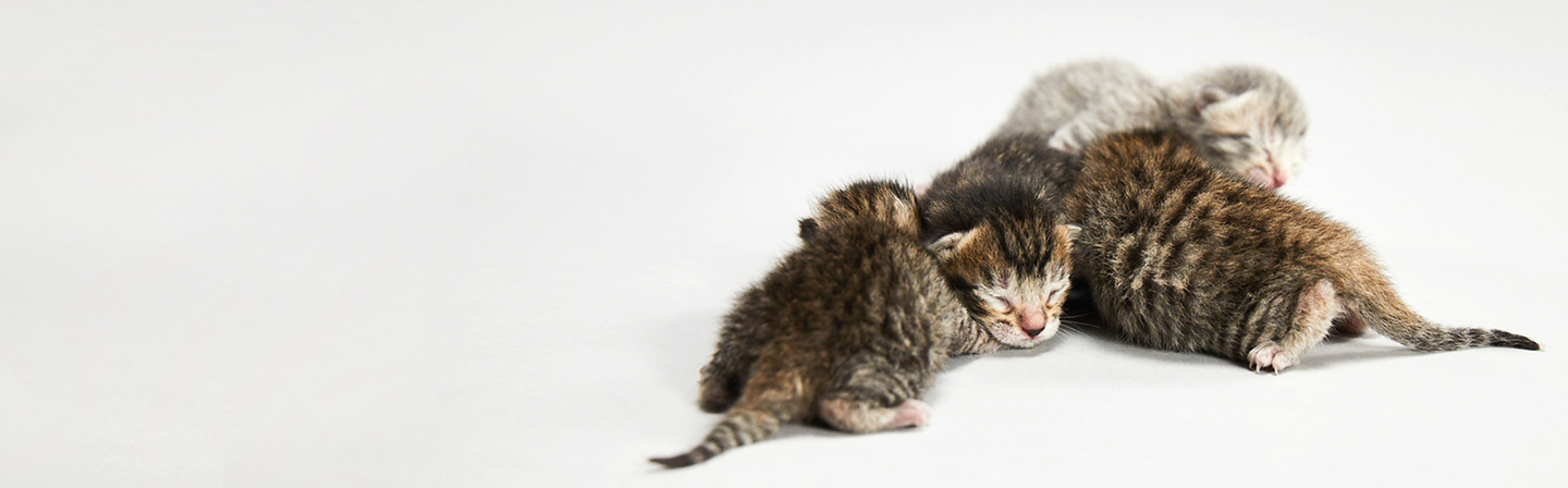 Los Angeles Animal Services promotes and protects the health, safety and welfare of animals and people. Los Angeles Animal Services promotes and protects the health, safety and welfare of animals and people.