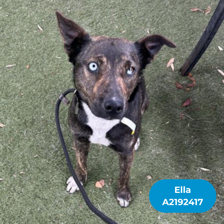 Ella