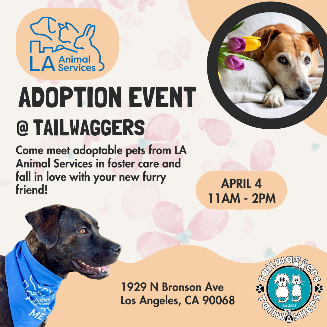 Tailwaggers Adoption Event Hollywood 