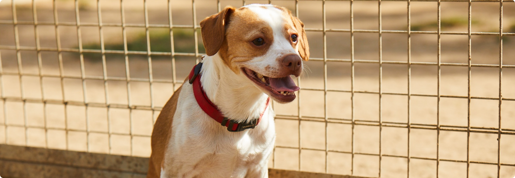 Brown and White Dog 