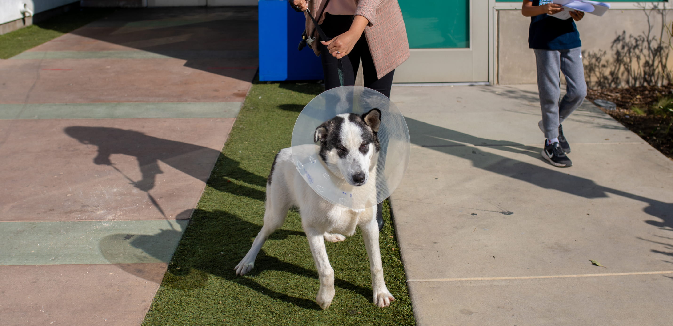 Policy Dog