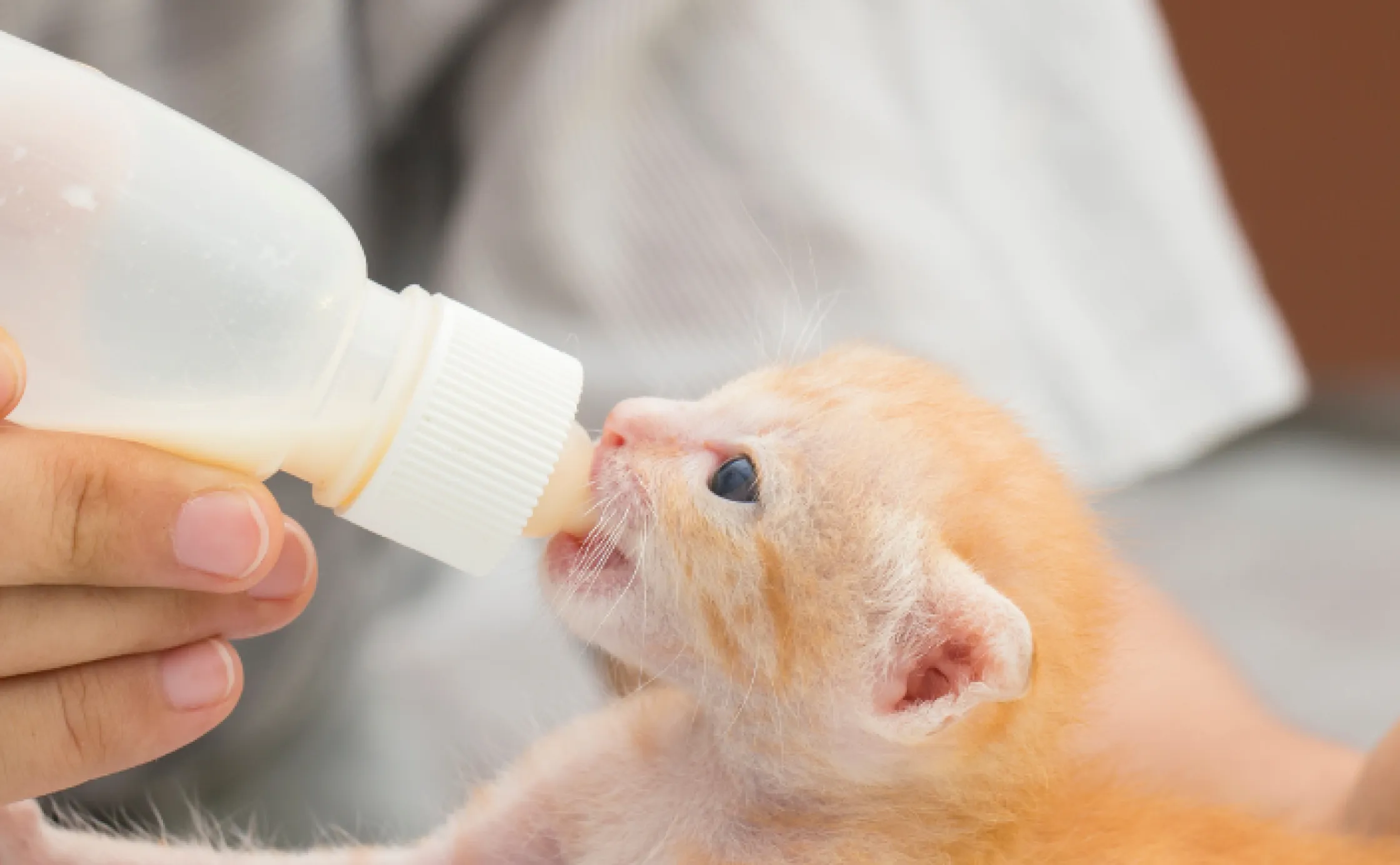 Bottle Baby Stock Photo