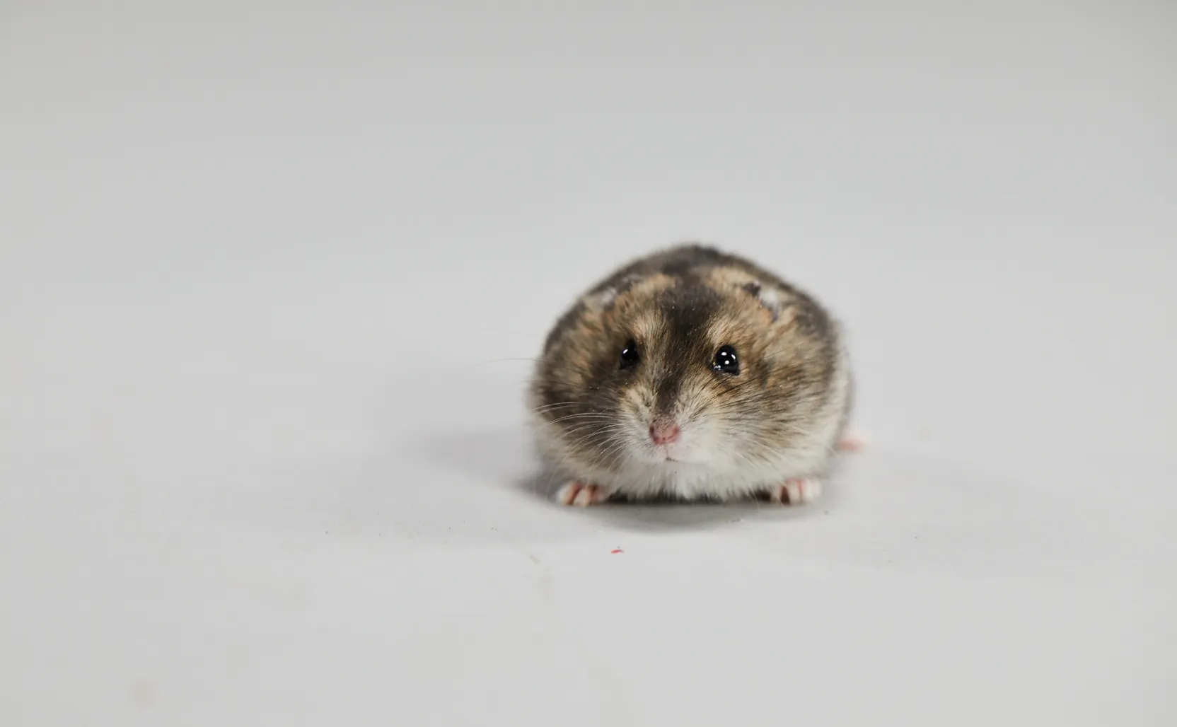 7 Reasons To Adopt A Hamster