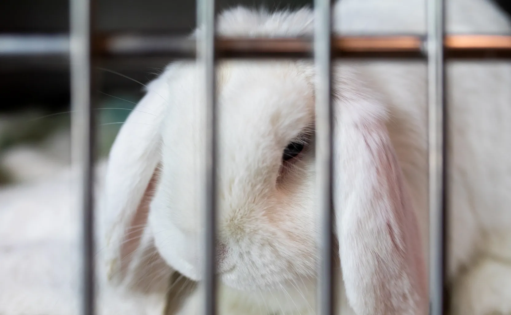 About Adoption | LA Animal Services