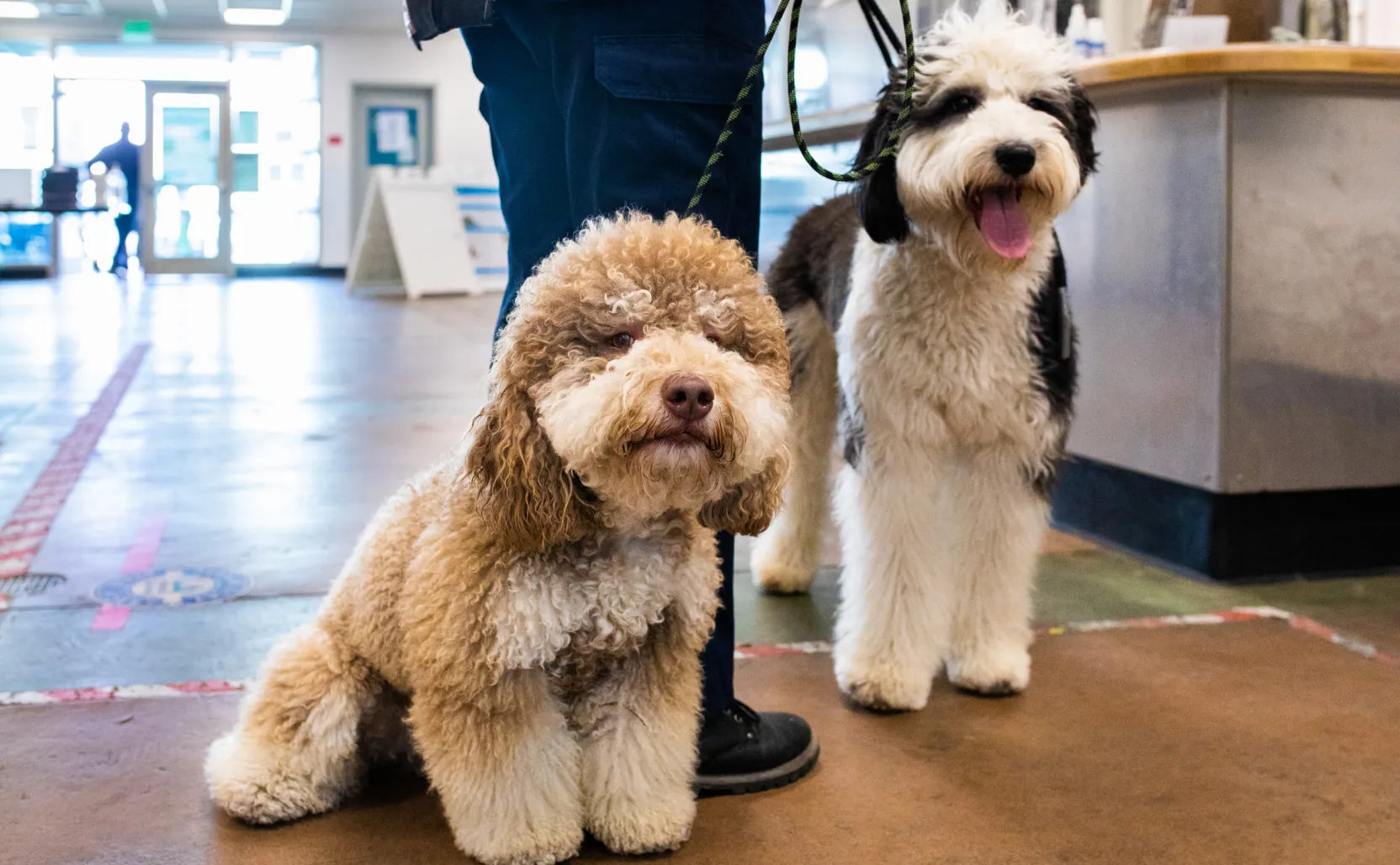 LA Animal Services Best Buddies