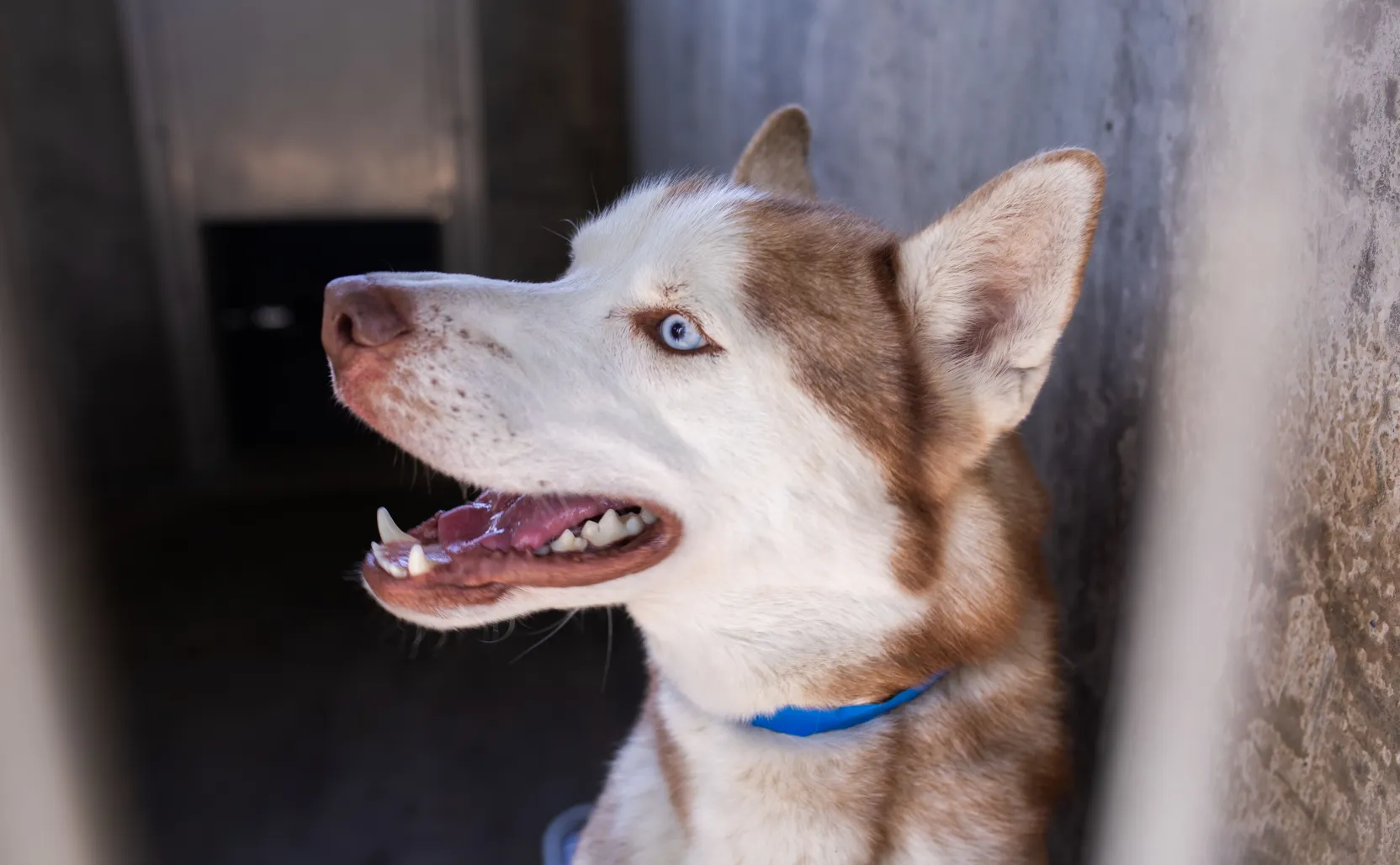 Waggle - Busy Buddy - LA's Dog Trainer