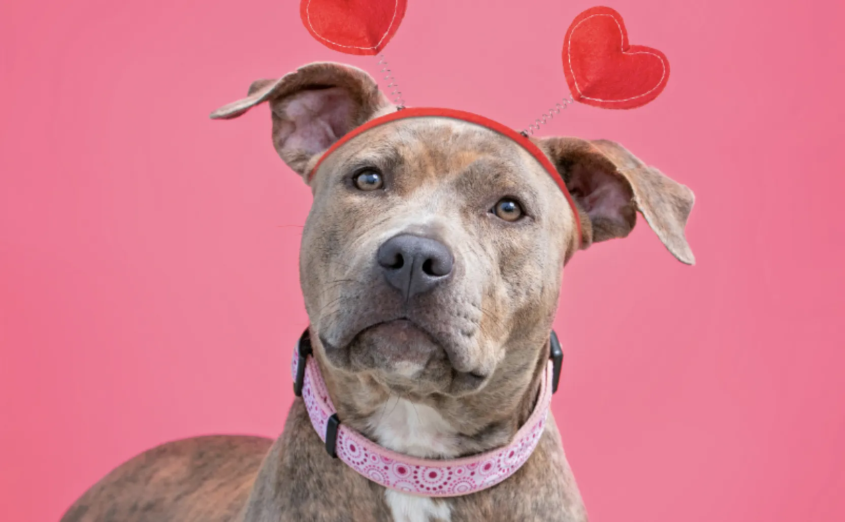 Press Releases | LA Animal Services Press Releases | LA Animal Services