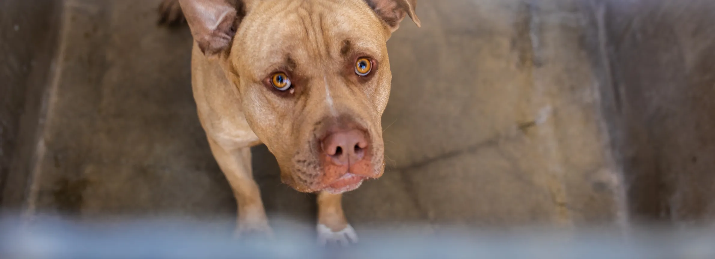 Animal Cruelty | LA Animal Services