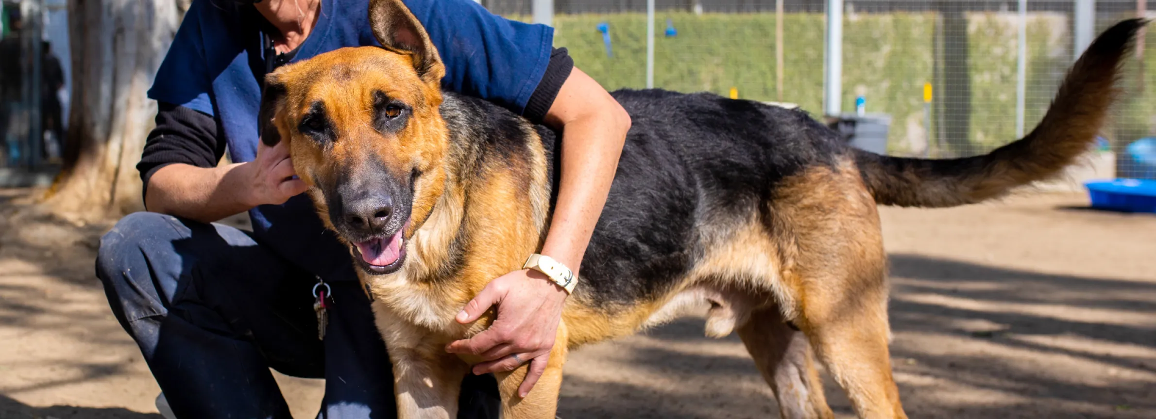 Vaccinations | LA Animal Services Vaccinations | LA Animal Services