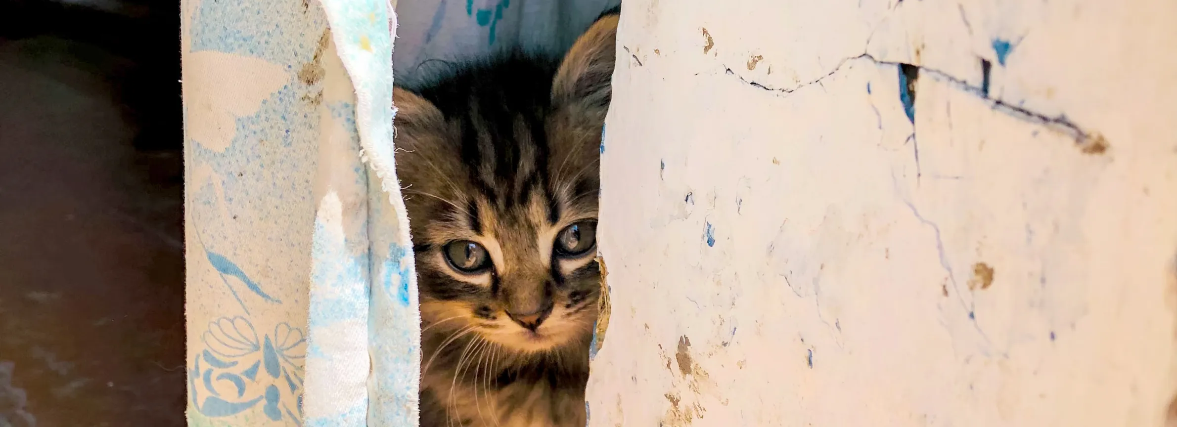 Animal Cruelty | LA Animal Services Animal Cruelty | LA Animal Services