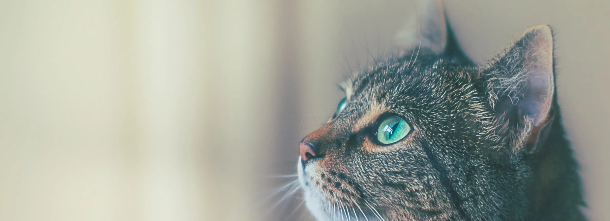 Deceased Animals | LA Animal Services Deceased Animals | LA Animal Services