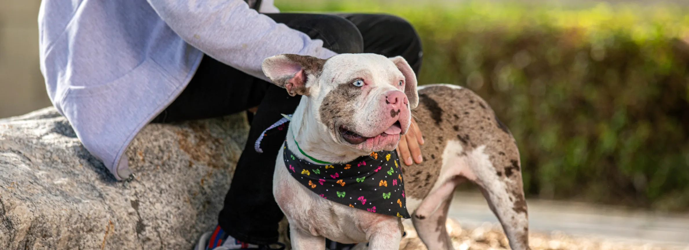 Bigger dog outside with owner's hand on their back