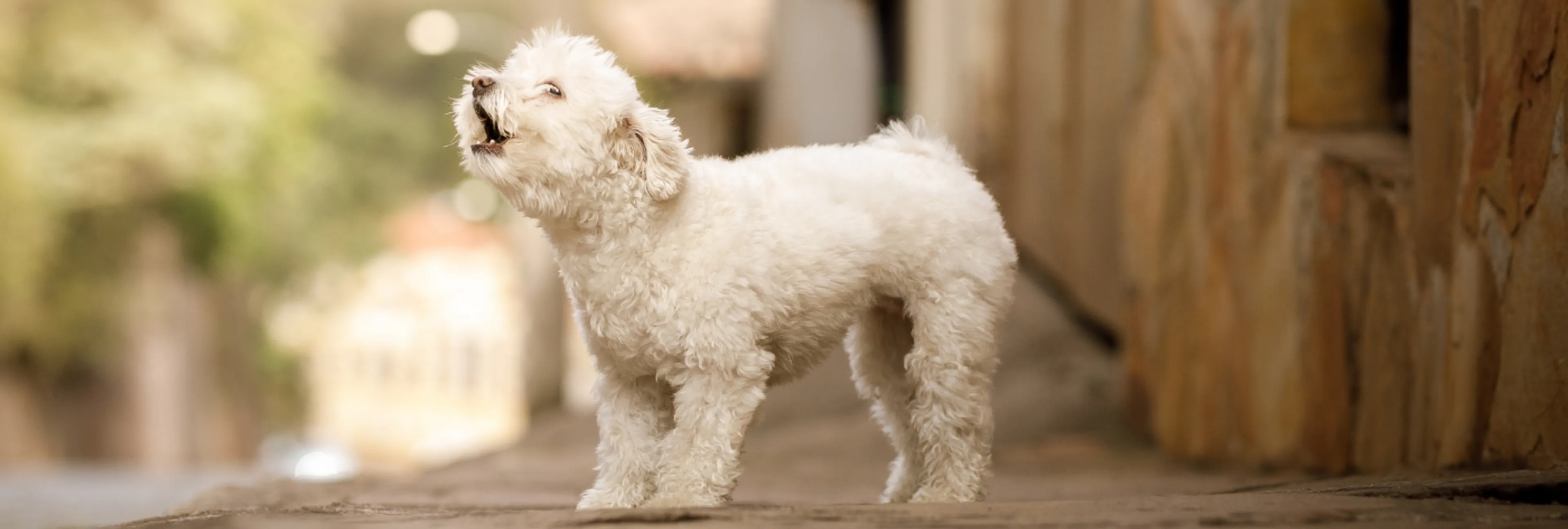 Nuisance Barking | LA Animal Services Nuisance Barking | LA Animal Services