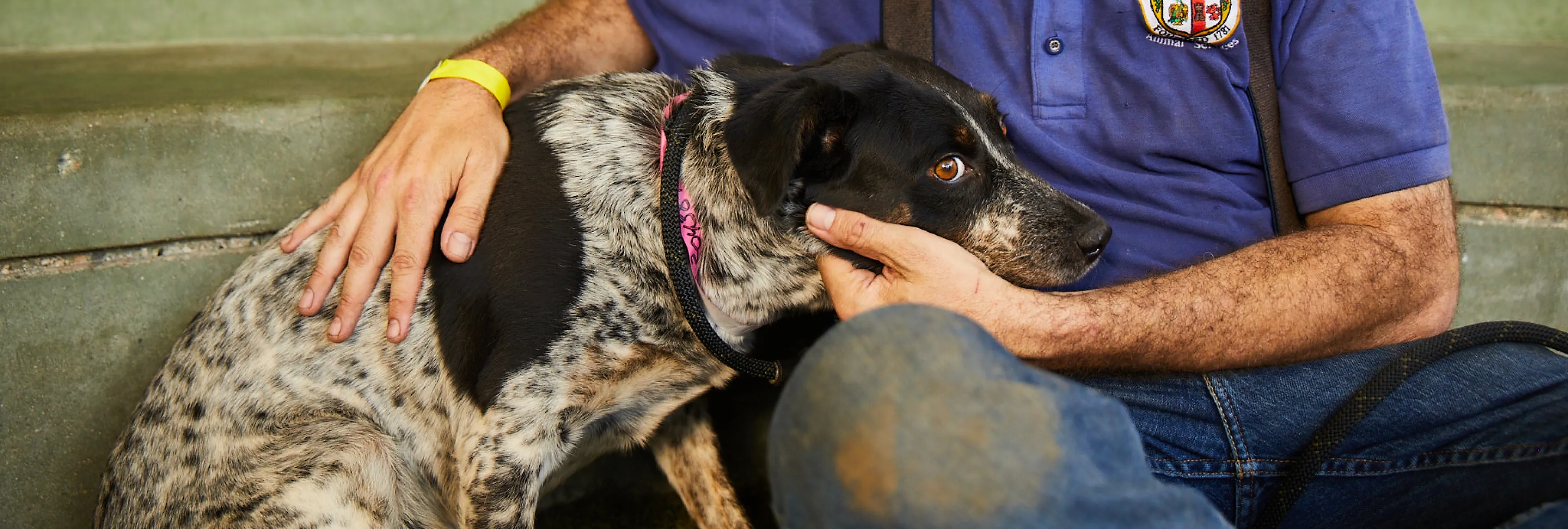 I've Found a Pet | LA Animal Services I've Found a Pet | LA Animal Services