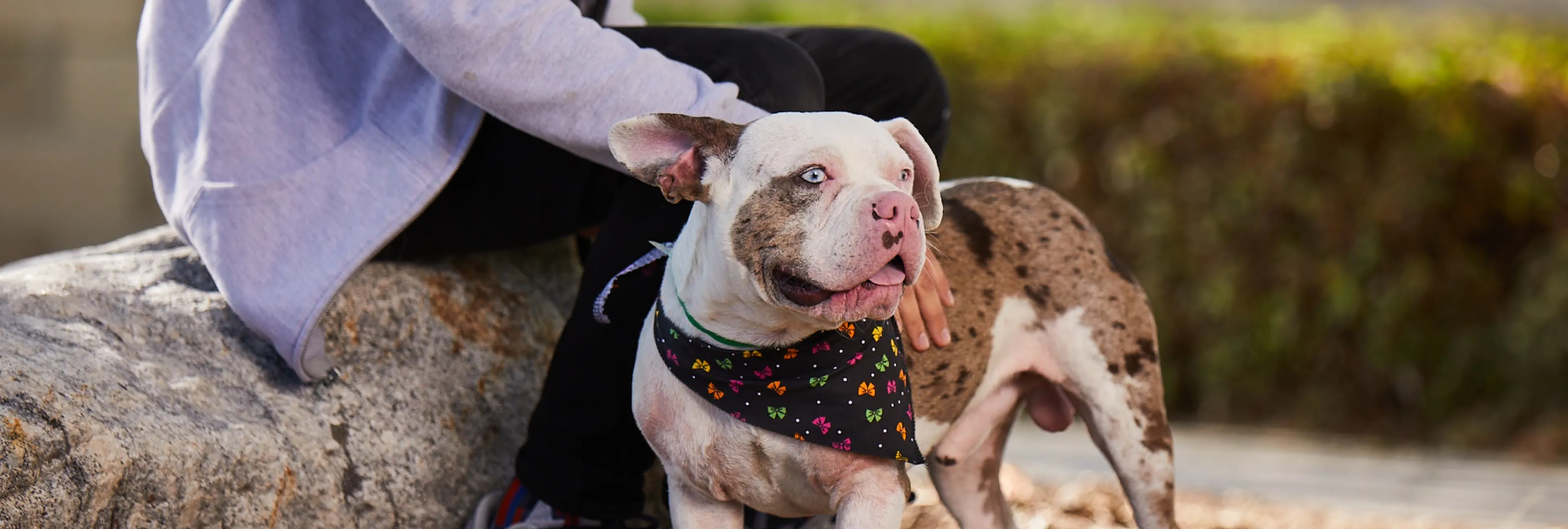 About Adoption | LA Animal Services About Adoption | LA Animal Services