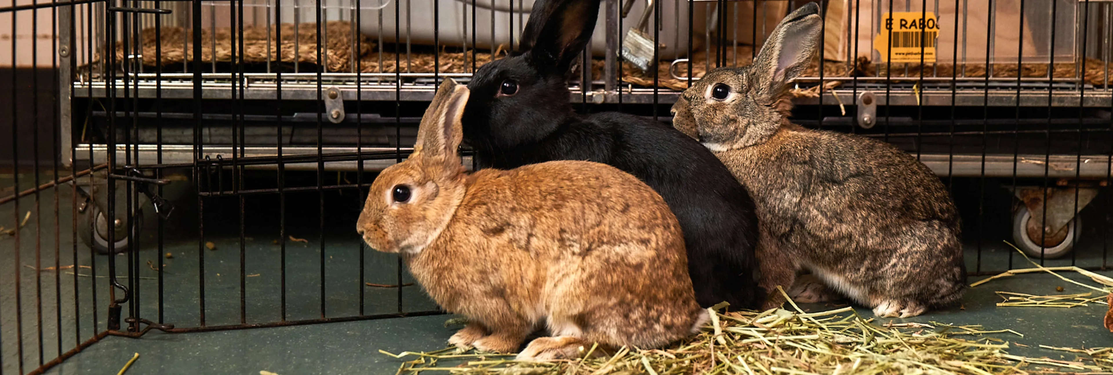Rabbit and Pocket Pet Care | LA Animal Services