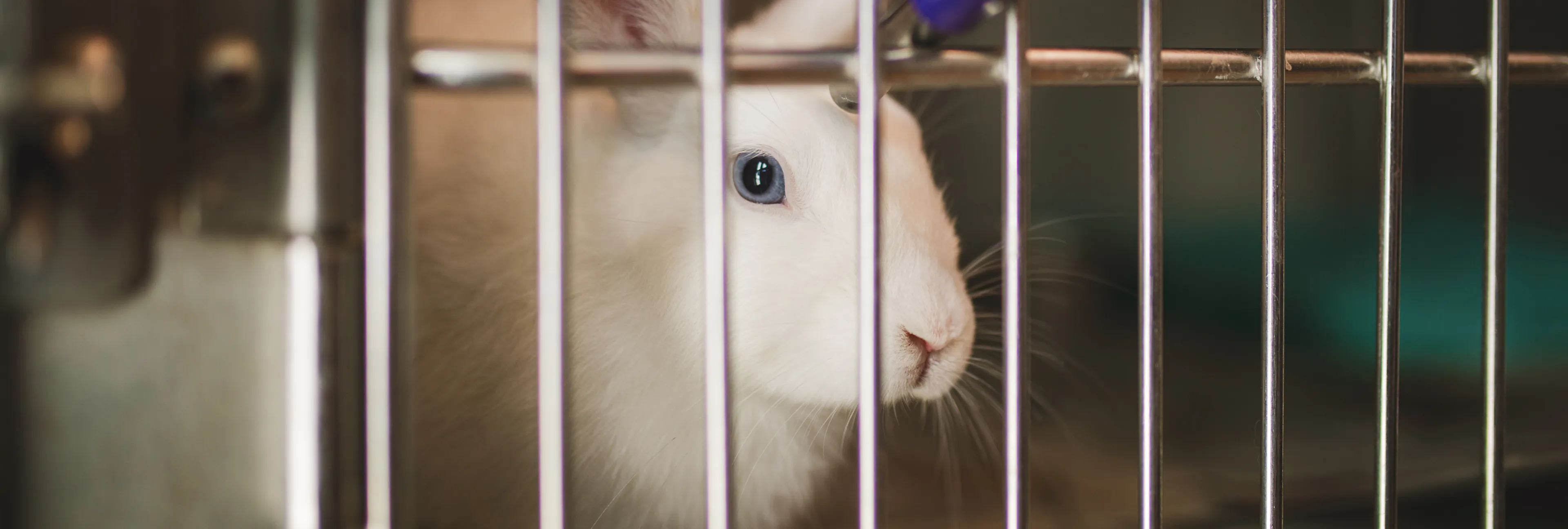 Animal Cruelty | LA Animal Services