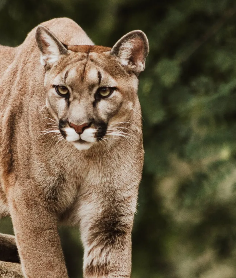 Wild animals