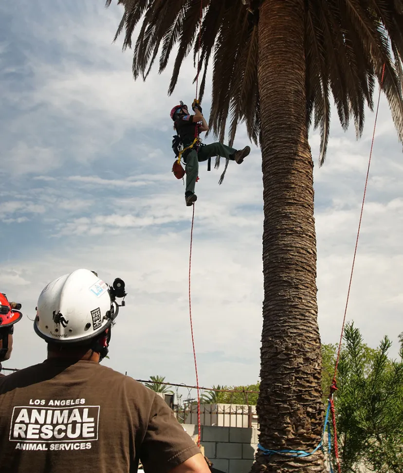 Humane Capture and Technical Rescue