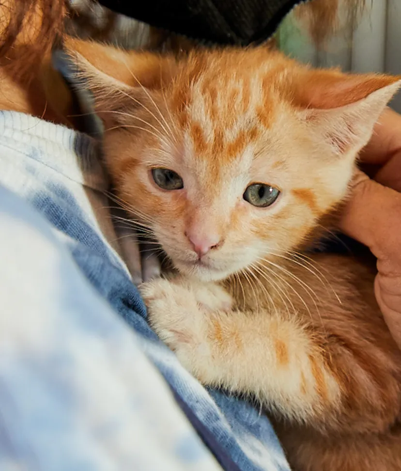 What Is It Like to Foster Kittens For the First Time?