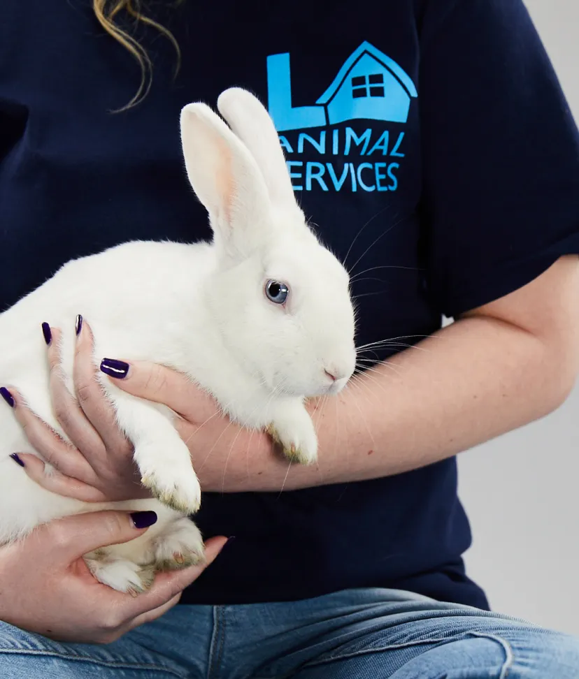 Blue-Eyed Rabbit  Best Friends Animal Society - Save Them All