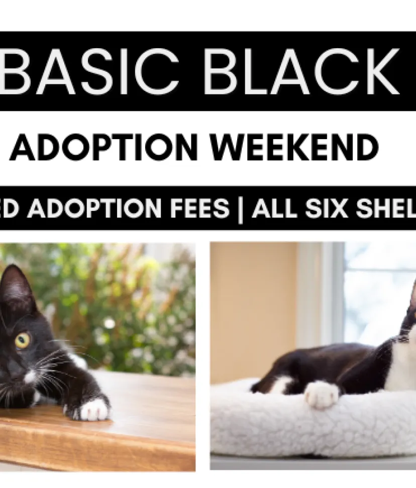 Basic Black Weekend No Date on Graphic