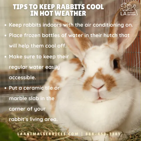 Rabbit Hot Weather Tips