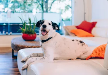 Press Release Photo of Dog in Bed