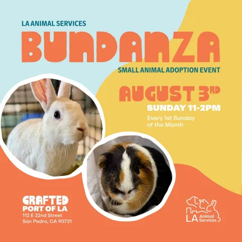 Crafted Adoption Event