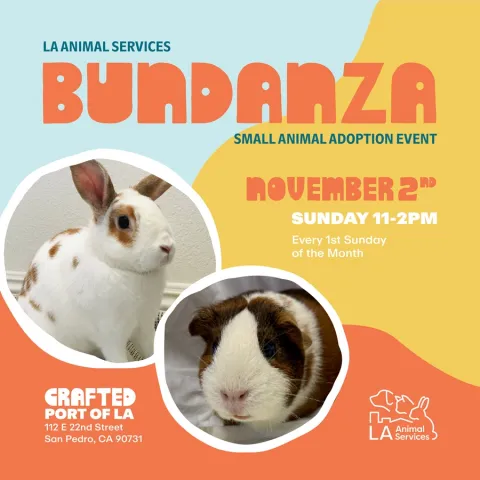 Crafted Adoption Event November 2nd
