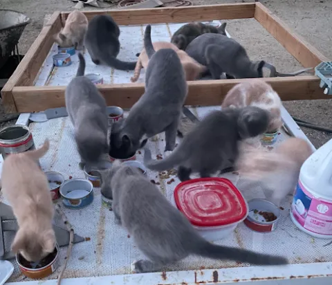Group of free roaming cats eating food.